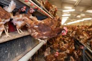 Captured at Bridgewater Poultry (Egg) Farm, Bridgewater VIC Australia.