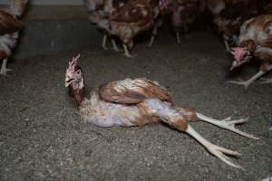Captured at Bridgewater Poultry (Egg) Farm, Bridgewater VIC Australia.
