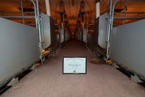 FTP Pig Industry Awards - 2025 - Farm Transparency Project awarded four Victorian piggeries the prize for Outstanding Cruelty to Pigs. Anonymous activists downloaded the certificates from the FTP website and hand-delivered them to the piggeries.
Fourth Place - Midland Bacon: the sexual assault and rape of Olivia the pig, defiantly maintaining their enormous sow stall shed while APL's pretending they don't exist anymore, and for the routine killing of piglets by slamming their heads onto the concrete floor right in front of our hidden cameras. - Captured at Midland Bacon, Carag Carag VIC Australia.