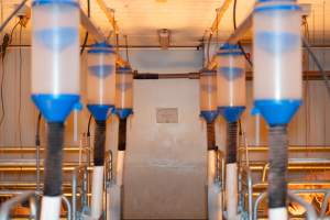 FTP Pig Industry Awards - 2025 - Farm Transparency Project awarded four Victorian piggeries the prize for Outstanding Cruelty to Pigs. Anonymous activists downloaded the certificates from the FTP website and hand-delivered them to the piggeries.
Fourth Place - Midland Bacon: the sexual assault and rape of Olivia the pig, defiantly maintaining their enormous sow stall shed while APL's pretending they don't exist anymore, and for the routine killing of piglets by slamming their heads onto the concrete floor right in front of our hidden cameras. - Captured at Midland Bacon, Carag Carag VIC Australia.