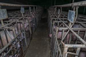 FTP Pig Industry Awards - 2025 - Farm Transparency Project awarded four Victorian piggeries the prize for Outstanding Cruelty to Pigs. Anonymous activists downloaded the certificates from the FTP website and hand-delivered them to the piggeries.
Third Place - EcoPiggery: Judges were particularly impressed by David's ability to blatantly lie to a parliamentary inquiry about his ongoing use of sow stalls - and in an industry known for lying to government and the public, he's done well to stand out. The judges were also impressed by the general dilapidation and filth of his piggery, and his co-ownership of the notoriously cruel Benalla slaughterhouse. - Captured at EcoPiggery, Leitchville VIC Australia.