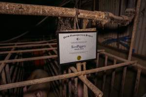 FTP Pig Industry Awards - 2025 - Farm Transparency Project awarded four Victorian piggeries the prize for Outstanding Cruelty to Pigs. Anonymous activists downloaded the certificates from the FTP website and hand-delivered them to the piggeries.
Third Place - EcoPiggery: Judges were particularly impressed by David's ability to blatantly lie to a parliamentary inquiry about his ongoing use of sow stalls - and in an industry known for lying to government and the public, he's done well to stand out. The judges were also impressed by the general dilapidation and filth of his piggery, and his co-ownership of the notoriously cruel Benalla slaughterhouse. - Captured at EcoPiggery, Leitchville VIC Australia.