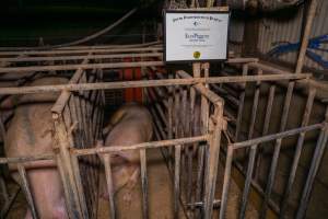 FTP Pig Industry Awards - 2025 - Farm Transparency Project awarded four Victorian piggeries the prize for Outstanding Cruelty to Pigs. Anonymous activists downloaded the certificates from the FTP website and hand-delivered them to the piggeries.
Third Place - EcoPiggery: Judges were particularly impressed by David's ability to blatantly lie to a parliamentary inquiry about his ongoing use of sow stalls - and in an industry known for lying to government and the public, he's done well to stand out. The judges were also impressed by the general dilapidation and filth of his piggery, and his co-ownership of the notoriously cruel Benalla slaughterhouse. - Captured at EcoPiggery, Leitchville VIC Australia.