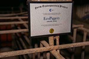 FTP Pig Industry Awards - 2025 - Farm Transparency Project awarded four Victorian piggeries the prize for Outstanding Cruelty to Pigs. Anonymous activists downloaded the certificates from the FTP website and hand-delivered them to the piggeries.
Third Place - EcoPiggery: Judges were particularly impressed by David's ability to blatantly lie to a parliamentary inquiry about his ongoing use of sow stalls - and in an industry known for lying to government and the public, he's done well to stand out. The judges were also impressed by the general dilapidation and filth of his piggery, and his co-ownership of the notoriously cruel Benalla slaughterhouse. - Captured at EcoPiggery, Leitchville VIC Australia.