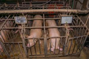 FTP Pig Industry Awards - 2025 - Farm Transparency Project awarded four Victorian piggeries the prize for Outstanding Cruelty to Pigs. Anonymous activists downloaded the certificates from the FTP website and hand-delivered them to the piggeries.
Third Place - EcoPiggery: Judges were particularly impressed by David's ability to blatantly lie to a parliamentary inquiry about his ongoing use of sow stalls - and in an industry known for lying to government and the public, he's done well to stand out. The judges were also impressed by the general dilapidation and filth of his piggery, and his co-ownership of the notoriously cruel Benalla slaughterhouse. - Captured at EcoPiggery, Leitchville VIC Australia.