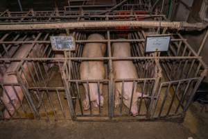 FTP Pig Industry Awards - 2025 - Farm Transparency Project awarded four Victorian piggeries the prize for Outstanding Cruelty to Pigs. Anonymous activists downloaded the certificates from the FTP website and hand-delivered them to the piggeries.
Third Place - EcoPiggery: Judges were particularly impressed by David's ability to blatantly lie to a parliamentary inquiry about his ongoing use of sow stalls - and in an industry known for lying to government and the public, he's done well to stand out. The judges were also impressed by the general dilapidation and filth of his piggery, and his co-ownership of the notoriously cruel Benalla slaughterhouse. - Captured at EcoPiggery, Leitchville VIC Australia.