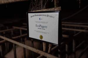 FTP Pig Industry Awards - 2025 - Farm Transparency Project awarded four Victorian piggeries the prize for Outstanding Cruelty to Pigs. Anonymous activists downloaded the certificates from the FTP website and hand-delivered them to the piggeries.
Third Place - EcoPiggery: Judges were particularly impressed by David's ability to blatantly lie to a parliamentary inquiry about his ongoing use of sow stalls - and in an industry known for lying to government and the public, he's done well to stand out. The judges were also impressed by the general dilapidation and filth of his piggery, and his co-ownership of the notoriously cruel Benalla slaughterhouse. - Captured at EcoPiggery, Leitchville VIC Australia.