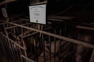 FTP Pig Industry Awards - 2025 - Farm Transparency Project awarded four Victorian piggeries the prize for Outstanding Cruelty to Pigs. Anonymous activists downloaded the certificates from the FTP website and hand-delivered them to the piggeries.
Third Place - EcoPiggery: Judges were particularly impressed by David's ability to blatantly lie to a parliamentary inquiry about his ongoing use of sow stalls - and in an industry known for lying to government and the public, he's done well to stand out. The judges were also impressed by the general dilapidation and filth of his piggery, and his co-ownership of the notoriously cruel Benalla slaughterhouse. - Captured at EcoPiggery, Leitchville VIC Australia.