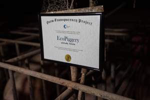 FTP Pig Industry Awards - 2025 - Farm Transparency Project awarded four Victorian piggeries the prize for Outstanding Cruelty to Pigs. Anonymous activists downloaded the certificates from the FTP website and hand-delivered them to the piggeries.
Third Place - EcoPiggery: Judges were particularly impressed by David's ability to blatantly lie to a parliamentary inquiry about his ongoing use of sow stalls - and in an industry known for lying to government and the public, he's done well to stand out. The judges were also impressed by the general dilapidation and filth of his piggery, and his co-ownership of the notoriously cruel Benalla slaughterhouse. - Captured at EcoPiggery, Leitchville VIC Australia.