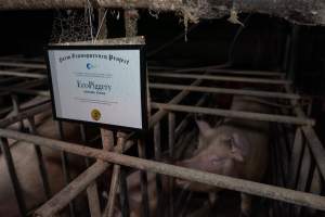 FTP Pig Industry Awards - 2025 - Farm Transparency Project awarded four Victorian piggeries the prize for Outstanding Cruelty to Pigs. Anonymous activists downloaded the certificates from the FTP website and hand-delivered them to the piggeries.
Third Place - EcoPiggery: Judges were particularly impressed by David's ability to blatantly lie to a parliamentary inquiry about his ongoing use of sow stalls - and in an industry known for lying to government and the public, he's done well to stand out. The judges were also impressed by the general dilapidation and filth of his piggery, and his co-ownership of the notoriously cruel Benalla slaughterhouse. - Captured at EcoPiggery, Leitchville VIC Australia.