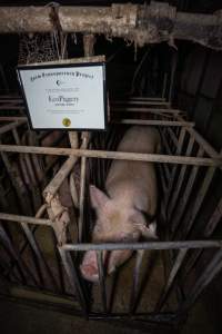 FTP Pig Industry Awards - 2025 - Farm Transparency Project awarded four Victorian piggeries the prize for Outstanding Cruelty to Pigs. Anonymous activists downloaded the certificates from the FTP website and hand-delivered them to the piggeries.
Third Place - EcoPiggery: Judges were particularly impressed by David's ability to blatantly lie to a parliamentary inquiry about his ongoing use of sow stalls - and in an industry known for lying to government and the public, he's done well to stand out. The judges were also impressed by the general dilapidation and filth of his piggery, and his co-ownership of the notoriously cruel Benalla slaughterhouse. - Captured at EcoPiggery, Leitchville VIC Australia.