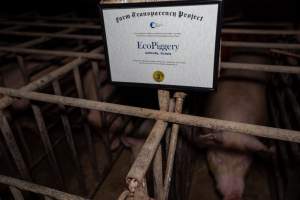 FTP Pig Industry Awards - 2025 - Farm Transparency Project awarded four Victorian piggeries the prize for Outstanding Cruelty to Pigs. Anonymous activists downloaded the certificates from the FTP website and hand-delivered them to the piggeries.
Third Place - EcoPiggery: Judges were particularly impressed by David's ability to blatantly lie to a parliamentary inquiry about his ongoing use of sow stalls - and in an industry known for lying to government and the public, he's done well to stand out. The judges were also impressed by the general dilapidation and filth of his piggery, and his co-ownership of the notoriously cruel Benalla slaughterhouse. - Captured at EcoPiggery, Leitchville VIC Australia.