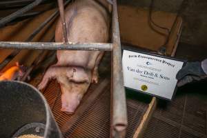 FTP Pig Industry Awards - 2025 - Farm Transparency Project awarded four Victorian piggeries the prize for Outstanding Cruelty to Pigs. Anonymous activists downloaded the certificates from the FTP website and hand-delivered them to the piggeries. 
Second Place - Van Der Drift & Sons: This giant piggery was found to be infested with cockroaches and flies, with piglets suffering from mange while another was found with their leg trapped between the metal bars of a farrowing crate floor. The dead sows found dumped outside were, impressively, just the tip of the iceberg, with paperwork indicating that a sow died almost every day last year. - Captured at Van der Drift & Sons Piggery, Macorna VIC Australia.