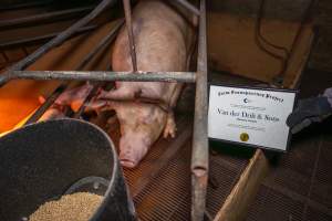 FTP Pig Industry Awards - 2025 - Farm Transparency Project awarded four Victorian piggeries the prize for Outstanding Cruelty to Pigs. Anonymous activists downloaded the certificates from the FTP website and hand-delivered them to the piggeries. 
Second Place - Van Der Drift & Sons: This giant piggery was found to be infested with cockroaches and flies, with piglets suffering from mange while another was found with their leg trapped between the metal bars of a farrowing crate floor. The dead sows found dumped outside were, impressively, just the tip of the iceberg, with paperwork indicating that a sow died almost every day last year. - Captured at Van der Drift & Sons Piggery, Macorna VIC Australia.