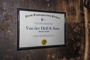 FTP Pig Industry Awards - 2025 - Farm Transparency Project awarded four Victorian piggeries the prize for Outstanding Cruelty to Pigs. Anonymous activists downloaded the certificates from the FTP website and hand-delivered them to the piggeries.
Second Place - Van Der Drift & Sons: This giant piggery was found to be infested with cockroaches and flies, with piglets suffering from mange while another was found with their leg trapped between the metal bars of a farrowing crate floor. The dead sows found dumped outside were, impressively, just the tip of the iceberg, with paperwork indicating that a sow died almost every day last year. - Captured at Van der Drift & Sons Piggery, Macorna VIC Australia.