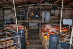 FTP Pig Industry Awards - 2025 - Farm Transparency Project awarded four Victorian piggeries the prize for Outstanding Cruelty to Pigs. Anonymous activists downloaded the certificates from the FTP website and hand-delivered them to the piggeries.
Second Place - Van Der Drift & Sons: This giant piggery was found to be infested with cockroaches and flies, with piglets suffering from mange while another was found with their leg trapped between the metal bars of a farrowing crate floor. The dead sows found dumped outside were, impressively, just the tip of the iceberg, with paperwork indicating that a sow died almost every day last year. - Captured at Van der Drift & Sons Piggery, Macorna VIC Australia.