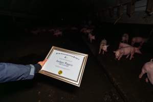 FTP Pig Industry Awards - 2025 - Farm Transparency Project awarded four Victorian piggeries the prize for Outstanding Cruelty to Pigs. Anonymous activists downloaded the certificates from the FTP website and hand-delivered them to the piggeries.
First Place - Andgar Piggery: Pigs drowning in their own waste; a pile of rotting corpses dumped in a pen inside one of the sheds, with live pigs stuck amongst them; large necrotic wounds; the list goes on. But Andgar wanted to be certain, to really make sure they clinched this award, and so last month, two sheds caught fire and around 350 pigs burned to death. - Captured at Andgar Piggery, Dublin SA Australia.