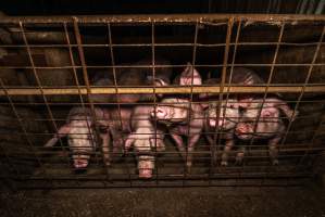 FTP Pig Industry Awards - 2025 - Farm Transparency Project awarded four Victorian piggeries the prize for Outstanding Cruelty to Pigs. Anonymous activists downloaded the certificates from the FTP website and hand-delivered them to the piggeries. 
First Place - Andgar Piggery: Pigs drowning in their own waste; a pile of rotting corpses dumped in a pen inside one of the sheds, with live pigs stuck amongst them; large necrotic wounds; the list goes on. But Andgar wanted to be certain, to really make sure they clinched this award, and so last month, two sheds caught fire and around 350 pigs burned to death. - Captured at Andgar Piggery, Dublin SA Australia.