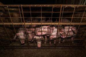 FTP Pig Industry Awards - 2025 - Farm Transparency Project awarded four Victorian piggeries the prize for Outstanding Cruelty to Pigs. Anonymous activists downloaded the certificates from the FTP website and hand-delivered them to the piggeries.
First Place - Andgar Piggery: Pigs drowning in their own waste; a pile of rotting corpses dumped in a pen inside one of the sheds, with live pigs stuck amongst them; large necrotic wounds; the list goes on. But Andgar wanted to be certain, to really make sure they clinched this award, and so last month, two sheds caught fire and around 350 pigs burned to death. - Captured at Andgar Piggery, Dublin SA Australia.