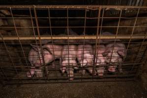 FTP Pig Industry Awards - 2025 - Farm Transparency Project awarded four Victorian piggeries the prize for Outstanding Cruelty to Pigs. Anonymous activists downloaded the certificates from the FTP website and hand-delivered them to the piggeries.
First Place - Andgar Piggery: Pigs drowning in their own waste; a pile of rotting corpses dumped in a pen inside one of the sheds, with live pigs stuck amongst them; large necrotic wounds; the list goes on. But Andgar wanted to be certain, to really make sure they clinched this award, and so last month, two sheds caught fire and around 350 pigs burned to death. - Captured at Andgar Piggery, Dublin SA Australia.