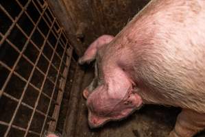 FTP Pig Industry Awards - 2025 - Farm Transparency Project awarded four Victorian piggeries the prize for Outstanding Cruelty to Pigs. Anonymous activists downloaded the certificates from the FTP website and hand-delivered them to the piggeries.
First Place - Andgar Piggery: Pigs drowning in their own waste; a pile of rotting corpses dumped in a pen inside one of the sheds, with live pigs stuck amongst them; large necrotic wounds; the list goes on. But Andgar wanted to be certain, to really make sure they clinched this award, and so last month, two sheds caught fire and around 350 pigs burned to death. - Captured at Andgar Piggery, Dublin SA Australia.