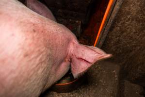 FTP Pig Industry Awards - 2025 - Farm Transparency Project awarded four Victorian piggeries the prize for Outstanding Cruelty to Pigs. Anonymous activists downloaded the certificates from the FTP website and hand-delivered them to the piggeries. 
First Place - Andgar Piggery: Pigs drowning in their own waste; a pile of rotting corpses dumped in a pen inside one of the sheds, with live pigs stuck amongst them; large necrotic wounds; the list goes on. But Andgar wanted to be certain, to really make sure they clinched this award, and so last month, two sheds caught fire and around 350 pigs burned to death. - Captured at Andgar Piggery, Dublin SA Australia.