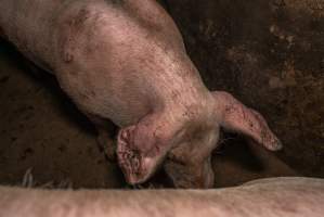 FTP Pig Industry Awards - 2025 - Farm Transparency Project awarded four Victorian piggeries the prize for Outstanding Cruelty to Pigs. Anonymous activists downloaded the certificates from the FTP website and hand-delivered them to the piggeries.
First Place - Andgar Piggery: Pigs drowning in their own waste; a pile of rotting corpses dumped in a pen inside one of the sheds, with live pigs stuck amongst them; large necrotic wounds; the list goes on. But Andgar wanted to be certain, to really make sure they clinched this award, and so last month, two sheds caught fire and around 350 pigs burned to death. - Captured at Andgar Piggery, Dublin SA Australia.