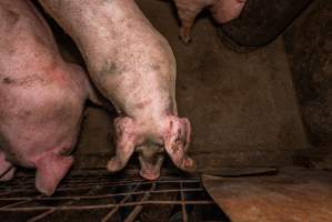 FTP Pig Industry Awards - 2025 - Farm Transparency Project awarded four Victorian piggeries the prize for Outstanding Cruelty to Pigs. Anonymous activists downloaded the certificates from the FTP website and hand-delivered them to the piggeries. 
First Place - Andgar Piggery: Pigs drowning in their own waste; a pile of rotting corpses dumped in a pen inside one of the sheds, with live pigs stuck amongst them; large necrotic wounds; the list goes on. But Andgar wanted to be certain, to really make sure they clinched this award, and so last month, two sheds caught fire and around 350 pigs burned to death. - Captured at Andgar Piggery, Dublin SA Australia.