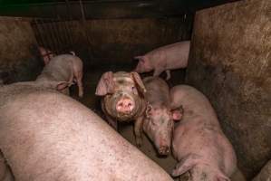 FTP Pig Industry Awards - 2025 - Farm Transparency Project awarded four Victorian piggeries the prize for Outstanding Cruelty to Pigs. Anonymous activists downloaded the certificates from the FTP website and hand-delivered them to the piggeries.
First Place - Andgar Piggery: Pigs drowning in their own waste; a pile of rotting corpses dumped in a pen inside one of the sheds, with live pigs stuck amongst them; large necrotic wounds; the list goes on. But Andgar wanted to be certain, to really make sure they clinched this award, and so last month, two sheds caught fire and around 350 pigs burned to death. - Captured at Andgar Piggery, Dublin SA Australia.