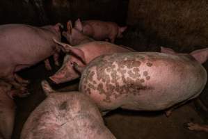 FTP Pig Industry Awards - 2025 - Farm Transparency Project awarded four Victorian piggeries the prize for Outstanding Cruelty to Pigs. Anonymous activists downloaded the certificates from the FTP website and hand-delivered them to the piggeries. 
First Place - Andgar Piggery: Pigs drowning in their own waste; a pile of rotting corpses dumped in a pen inside one of the sheds, with live pigs stuck amongst them; large necrotic wounds; the list goes on. But Andgar wanted to be certain, to really make sure they clinched this award, and so last month, two sheds caught fire and around 350 pigs burned to death. - Captured at Andgar Piggery, Dublin SA Australia.