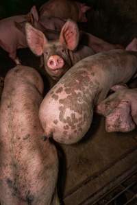 FTP Pig Industry Awards - 2025 - Farm Transparency Project awarded four Victorian piggeries the prize for Outstanding Cruelty to Pigs. Anonymous activists downloaded the certificates from the FTP website and hand-delivered them to the piggeries.
First Place - Andgar Piggery: Pigs drowning in their own waste; a pile of rotting corpses dumped in a pen inside one of the sheds, with live pigs stuck amongst them; large necrotic wounds; the list goes on. But Andgar wanted to be certain, to really make sure they clinched this award, and so last month, two sheds caught fire and around 350 pigs burned to death. - Captured at Andgar Piggery, Dublin SA Australia.