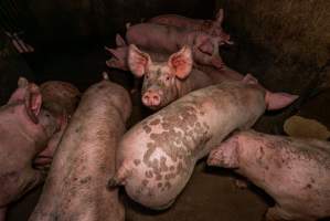 FTP Pig Industry Awards - 2025 - Farm Transparency Project awarded four Victorian piggeries the prize for Outstanding Cruelty to Pigs. Anonymous activists downloaded the certificates from the FTP website and hand-delivered them to the piggeries.
First Place - Andgar Piggery: Pigs drowning in their own waste; a pile of rotting corpses dumped in a pen inside one of the sheds, with live pigs stuck amongst them; large necrotic wounds; the list goes on. But Andgar wanted to be certain, to really make sure they clinched this award, and so last month, two sheds caught fire and around 350 pigs burned to death. - Captured at Andgar Piggery, Dublin SA Australia.