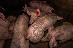 FTP Pig Industry Awards - 2025 - Farm Transparency Project awarded four Victorian piggeries the prize for Outstanding Cruelty to Pigs. Anonymous activists downloaded the certificates from the FTP website and hand-delivered them to the piggeries.
First Place - Andgar Piggery: Pigs drowning in their own waste; a pile of rotting corpses dumped in a pen inside one of the sheds, with live pigs stuck amongst them; large necrotic wounds; the list goes on. But Andgar wanted to be certain, to really make sure they clinched this award, and so last month, two sheds caught fire and around 350 pigs burned to death. - Captured at Andgar Piggery, Dublin SA Australia.