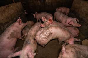 FTP Pig Industry Awards - 2025 - Farm Transparency Project awarded four Victorian piggeries the prize for Outstanding Cruelty to Pigs. Anonymous activists downloaded the certificates from the FTP website and hand-delivered them to the piggeries.
First Place - Andgar Piggery: Pigs drowning in their own waste; a pile of rotting corpses dumped in a pen inside one of the sheds, with live pigs stuck amongst them; large necrotic wounds; the list goes on. But Andgar wanted to be certain, to really make sure they clinched this award, and so last month, two sheds caught fire and around 350 pigs burned to death. - Captured at Andgar Piggery, Dublin SA Australia.