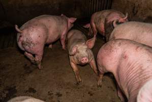 FTP Pig Industry Awards - 2025 - Farm Transparency Project awarded four Victorian piggeries the prize for Outstanding Cruelty to Pigs. Anonymous activists downloaded the certificates from the FTP website and hand-delivered them to the piggeries.
First Place - Andgar Piggery: Pigs drowning in their own waste; a pile of rotting corpses dumped in a pen inside one of the sheds, with live pigs stuck amongst them; large necrotic wounds; the list goes on. But Andgar wanted to be certain, to really make sure they clinched this award, and so last month, two sheds caught fire and around 350 pigs burned to death. - Captured at Andgar Piggery, Dublin SA Australia.