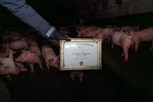 FTP Pig Industry Awards - 2025 - Farm Transparency Project awarded four Victorian piggeries the prize for Outstanding Cruelty to Pigs. Anonymous activists downloaded the certificates from the FTP website and hand-delivered them to the piggeries. 
First Place - Andgar Piggery: Pigs drowning in their own waste; a pile of rotting corpses dumped in a pen inside one of the sheds, with live pigs stuck amongst them; large necrotic wounds; the list goes on. But Andgar wanted to be certain, to really make sure they clinched this award, and so last month, two sheds caught fire and around 350 pigs burned to death. - Captured at Andgar Piggery, Dublin SA Australia.