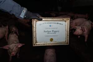 FTP Pig Industry Awards - 2025 - Farm Transparency Project awarded four Victorian piggeries the prize for Outstanding Cruelty to Pigs. Anonymous activists downloaded the certificates from the FTP website and hand-delivered them to the piggeries. 
First Place - Andgar Piggery: Pigs drowning in their own waste; a pile of rotting corpses dumped in a pen inside one of the sheds, with live pigs stuck amongst them; large necrotic wounds; the list goes on. But Andgar wanted to be certain, to really make sure they clinched this award, and so last month, two sheds caught fire and around 350 pigs burned to death. - Captured at Andgar Piggery, Dublin SA Australia.