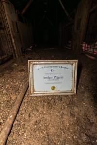 FTP Pig Industry Awards - 2025 - Farm Transparency Project awarded four Victorian piggeries the prize for Outstanding Cruelty to Pigs. Anonymous activists downloaded the certificates from the FTP website and hand-delivered them to the piggeries.
First Place - Andgar Piggery: Pigs drowning in their own waste; a pile of rotting corpses dumped in a pen inside one of the sheds, with live pigs stuck amongst them; large necrotic wounds; the list goes on. But Andgar wanted to be certain, to really make sure they clinched this award, and so last month, two sheds caught fire and around 350 pigs burned to death. - Captured at Andgar Piggery, Dublin SA Australia.