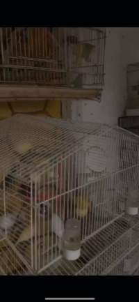 Dawn Animal Agency Evidence - Via Justice for Fritha - Captured at Dawn Animal Agency, Westtown NY United States.