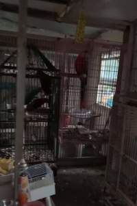 Dawn Animal Agency Evidence - Via Justice for Fritha - Captured at Dawn Animal Agency, Westtown NY United States.