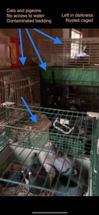 Dawn Animal Agency Evidence - Via Justice for Fritha - Captured at Dawn Animal Agency, Westtown NY United States.