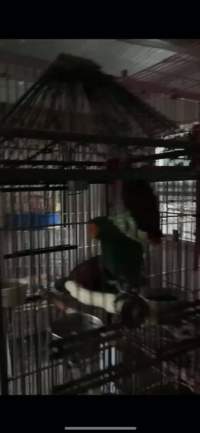 Dawn Animal Agency Evidence - Via Justice for Fritha - Captured at Dawn Animal Agency, Westtown NY United States.