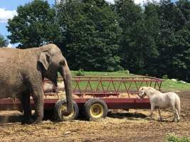 Dawn Animal Agency Evidence - Via Justice for Fritha - Captured at Dawn Animal Agency, Westtown NY United States.