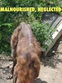 Dawn Animal Agency Evidence - Via Justice for Fritha - Captured at Dawn Animal Agency, Westtown NY United States.