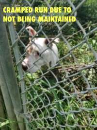 Dawn Animal Agency Evidence - Via Justice for Fritha - Captured at Dawn Animal Agency, Westtown NY United States.