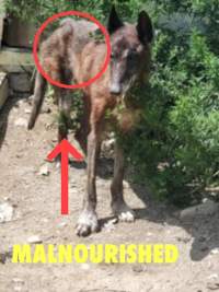 Dawn Animal Agency Evidence - Via Justice for Fritha - Captured at Dawn Animal Agency, Westtown NY United States.