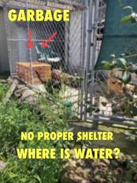 Dawn Animal Agency Evidence - Via Justice for Fritha - Captured at Dawn Animal Agency, Westtown NY United States.