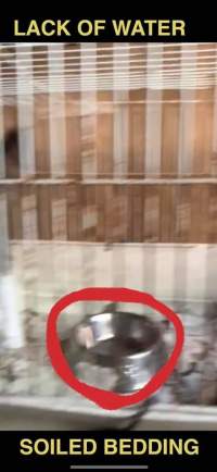 Dawn Animal Agency Evidence - Via Justice for Fritha - Captured at Dawn Animal Agency, Westtown NY United States.