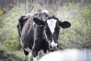 Sutton Family Farm - Photos taken at Sutton Family Farm in Tewksbury, New Jersey - Captured at Sutton Family Farm, Tewksbury NJ United States.