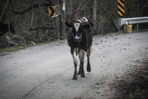 Sutton Family Farm - Photos taken at Sutton Family Farm in Tewksbury, New Jersey - Captured at Sutton Family Farm, Tewksbury NJ United States.